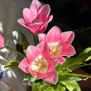 Meet your Posher, Justina